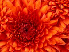 Chrysanthemum - Copy